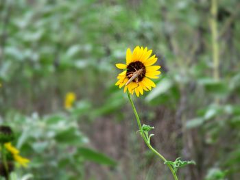 Close-up of insect on yellow flower