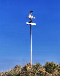 Low angle view of bird on pole against blue sky