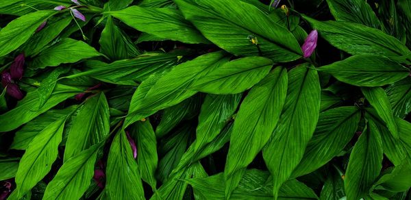 Full frame shot of green leaves