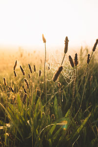 Close-up of plants growing on field against sky