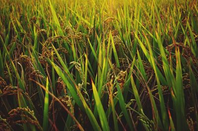 Full frame shot of green field