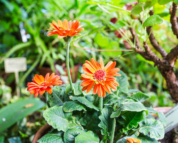 Close-up of orange flowering plant