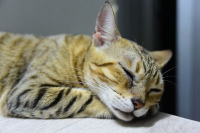 Close-up of a cat with eyes closed