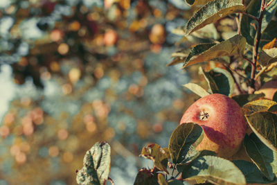 Close-up of fruits growing on tree. apples, apple tree.