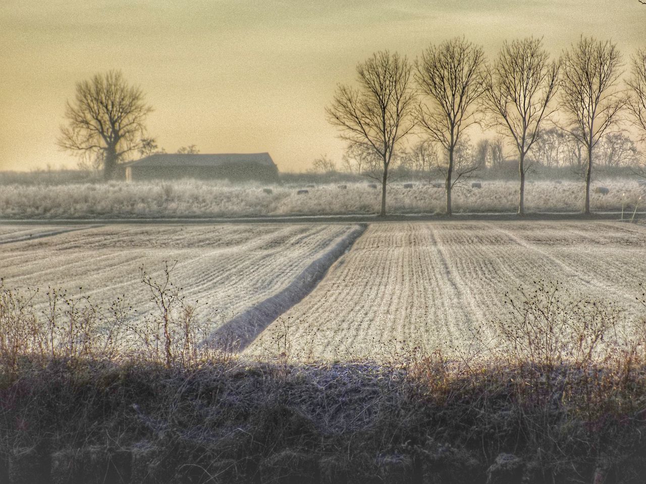 tree, bare tree, field, farm, landscape, rural scene, agriculture, nature, plowed field, sky, no people, growth, tranquility, outdoors, day, beauty in nature