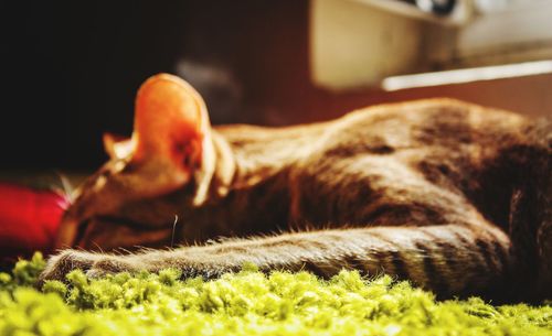 Close-up of cat sleeping