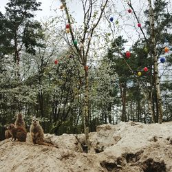 Sheep on tree against sky