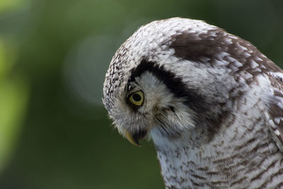 Close-up of owl