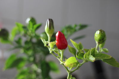 Close-up of red flower