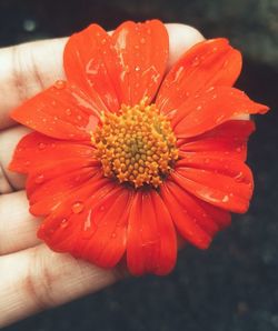 Close-up of hand holding flower