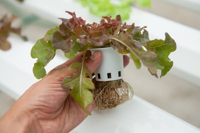 Close-up of hand holding plant