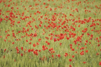 Red poppies blooming in field