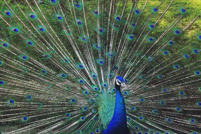 Close-up of peacock