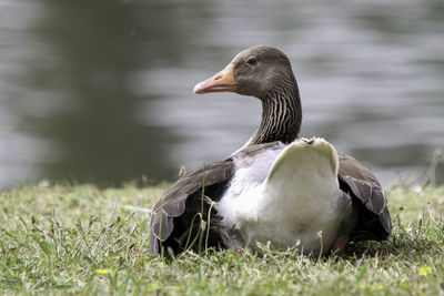 Close-up of a duck on field