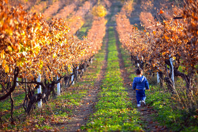 Full length of boy in vineyard