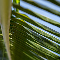 Close up of coconut palm leaf, tropical trees concept