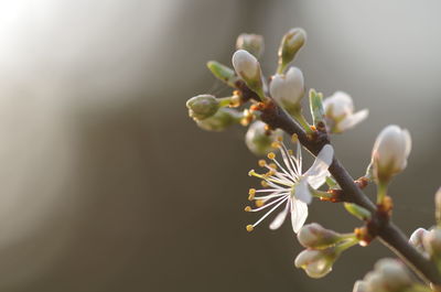 Close-up of flowers against blurred background