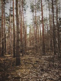 Trees in forest