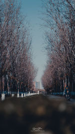 Bare trees in city against sky