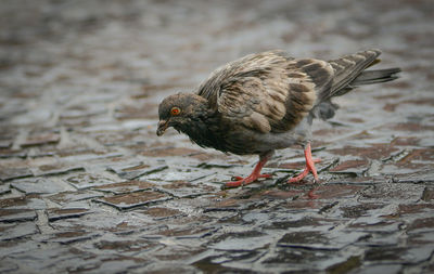 Close-up of bird eating