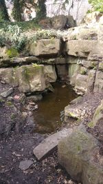 View of bridge over river in forest