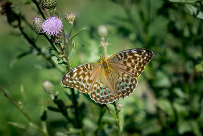 Close-up of butterfly pollinating on purple flower