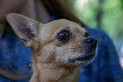 Close-up portrait of dog