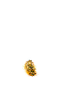 Close-up of insect over white background