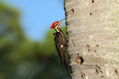 Close-up of a bird on tree trunk