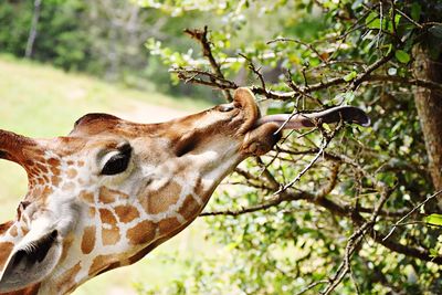 Side view of giraffe on branch
