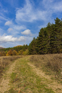 Plants growing on land against sky