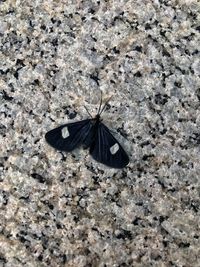 High angle view of butterfly