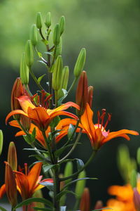 Close-up of orange flowering plant