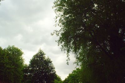 Low angle view of trees against sky