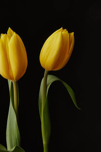 Close-up of yellow tulips against black background
