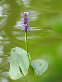 Close-up of purple flowering plant