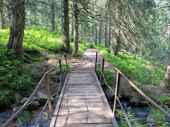 Footpath amidst trees in forest
