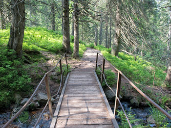 Footpath amidst trees in forest