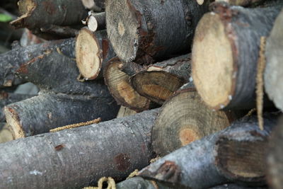 Close-up of logs in forest