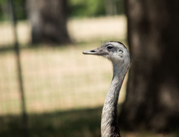 Baby ostrich standing tall