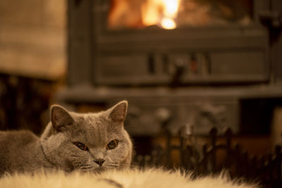 Lying cat in frontof stove