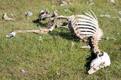 View of a dead sheep on field