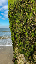 Close-up of plant on land against sea