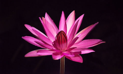 Close-up of pink water lily against black background