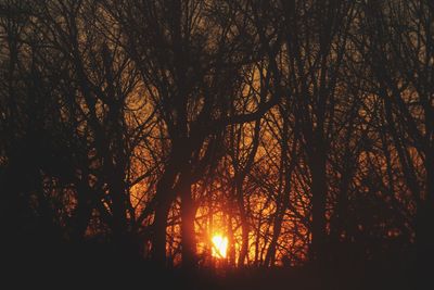 Silhouette of trees at sunset