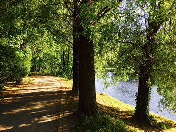 Road passing through forest