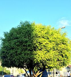 Low angle view of trees against clear blue sky