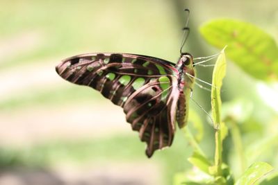 Close-up of butterfly perching on leaf