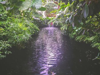 Plants growing in water