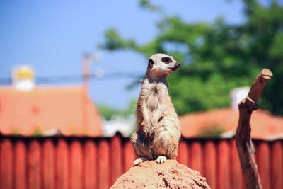 Meerkat on rock